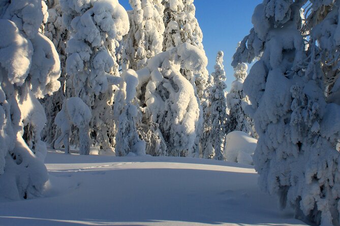 Snowshoe in a Winter Forest - What’s included (and what you still must plan for)