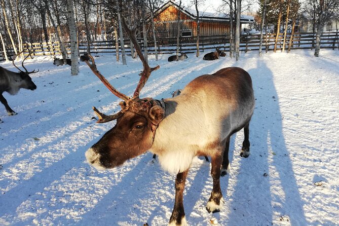 Stockholm Christmas Tour and Food Tasting Experience - Kungsträdgården: mulled wine, gingerbread, and optional ice skating