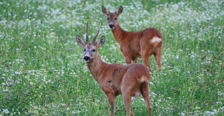 Stockholm: Evening Wildlife Safari with Midsummer Meal - The hunt: meadows, forest edges, and what you’re actually looking for