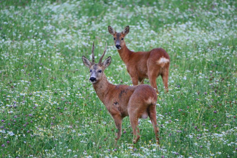 Stockholm: Evening Wildlife Safari with Midsummer Meal - Passing Viking runestones and 17th-century estates on the way