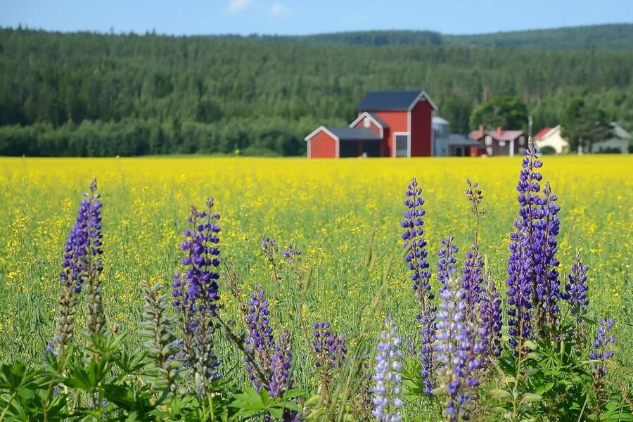 Stockholm: Evening Wildlife Safari with Midsummer Meal - The midsummer meal: Sweden after dark tastes great