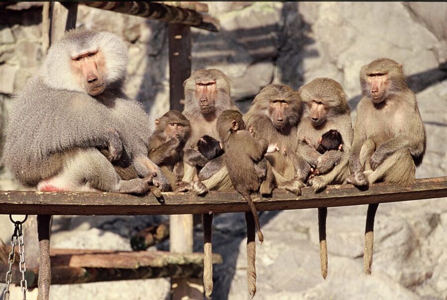 Stockholm: The Skansen Aquarium Entry Ticket - Best for: who will enjoy Skansen-Akvariet the most