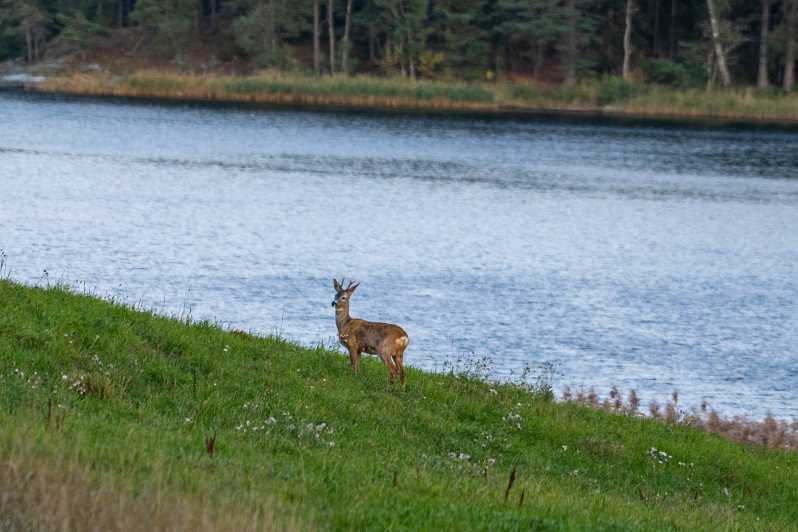 Stockholm: Wildlife Safari - Quick hits before you go