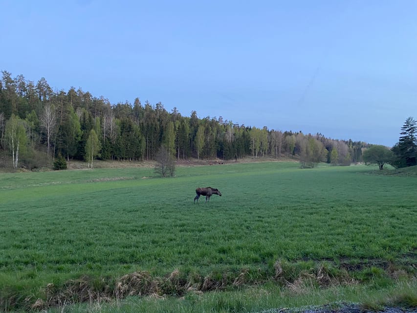 Stockholm: Wildlife Safari - The campfire dinner: warm food, coffee, and Swedish mud cake