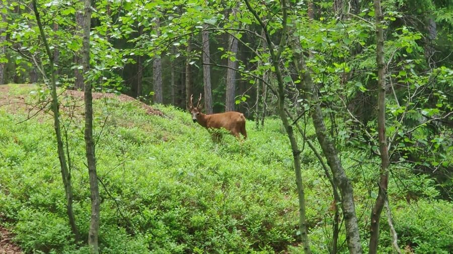 Stockholm: Wildlife Safari - What wildlife you can realistically hope to see