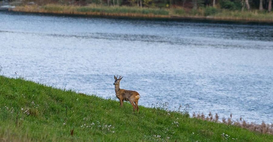 Stockholm: Wildlife Safari - Price and value: is $151 fair for a 5-hour Stockholm safari?