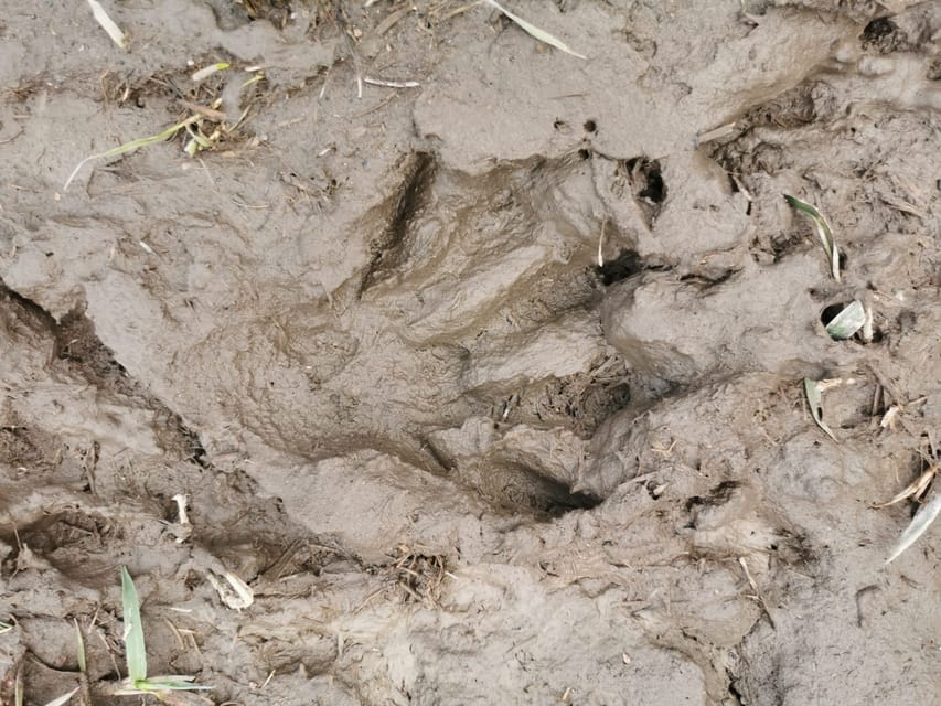 Stockholm: Wildlife Safari - The evening safari approach: binoculars, hotspots, and animal behavior