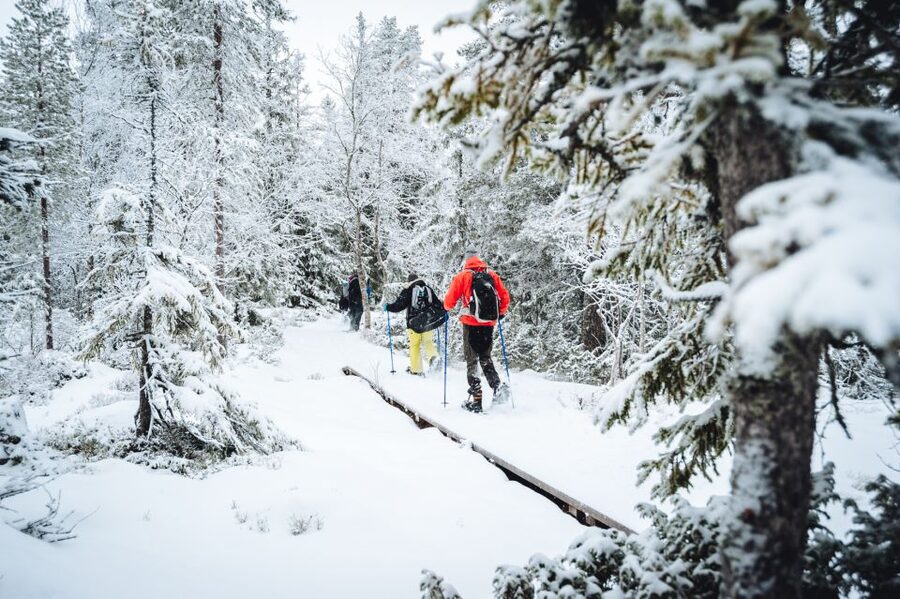 Stockholm: Winter Snowshoe Full-Day Hike - Wildlife and Swedish eco system talk you can actually picture