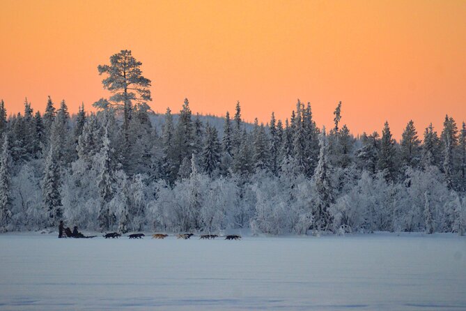Sunrise Zen Husky Tour (10:00 to 13:00 - sitting on the sled) - Sunrise Zen in Kiruna: the ride, the calm, the real work behind it