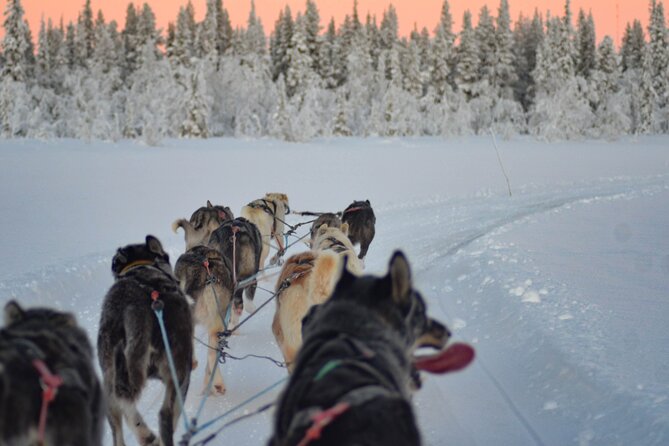 Sunrise Zen Husky Tour (10:00 to 13:00 - sitting on the sled) - On the sled: what the 3 hours actually feels like