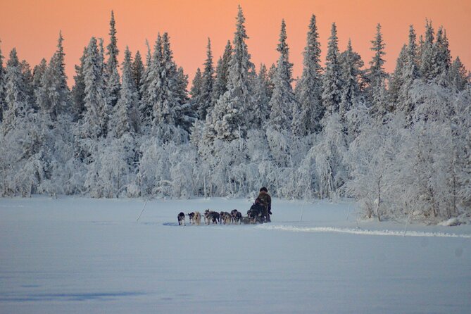 Sunrise Zen Husky Tour (10:00 to 13:00 - sitting on the sled) - Meeting the dogs up close: the part I’d prioritize