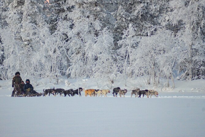 Sunrise Zen Husky Tour (10:00 to 13:00 - sitting on the sled) - Cold-weather gear and staying warm when it matters