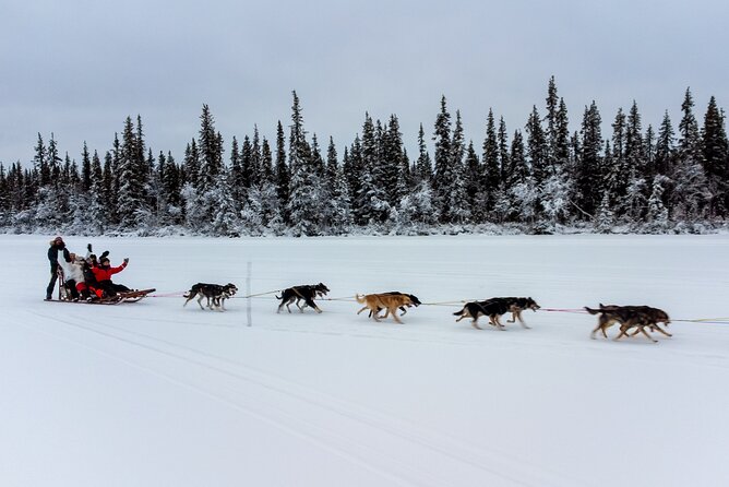 Sunrise Zen Husky Tour (10:00 to 13:00 - sitting on the sled) - The fire hut stop: hot drinks, snacks, and a calmer pace