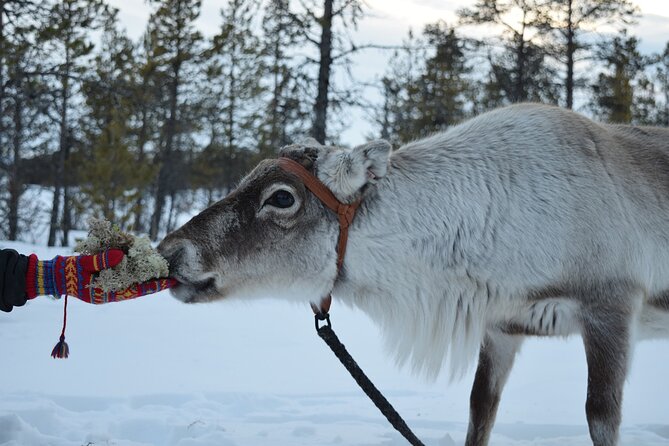 Visit the Sami and Reindeer in a Day Trip from Abisko - Key highlights at a glance