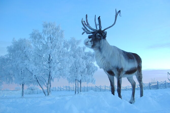 Visit the Sami and Reindeer in a Day Trip from Abisko - How the Abisko-to-Jukkasjärvi day plan really works