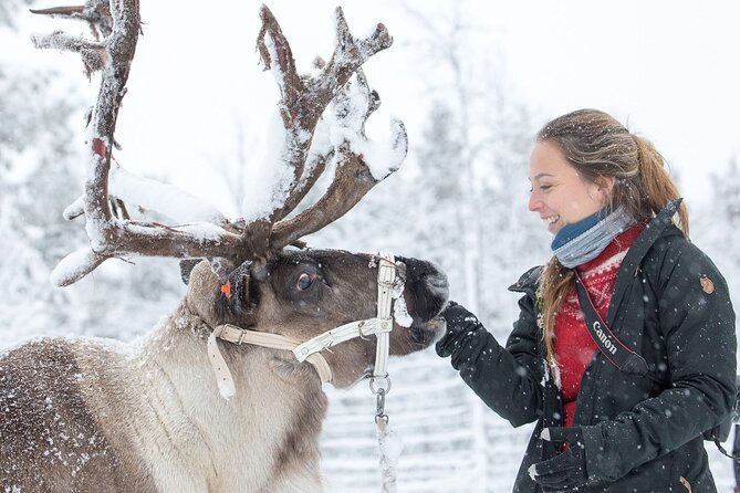 Visit the Sami and Reindeer in a Day Trip from Abisko - Feeding reindeer and using Arctic moss for better photos