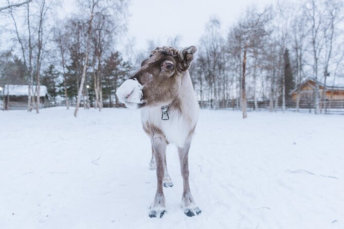 Visit the Sami and Reindeer in a Day Trip from Abisko - The optional 12:15 guided tour, when it helps and when it doesn’t