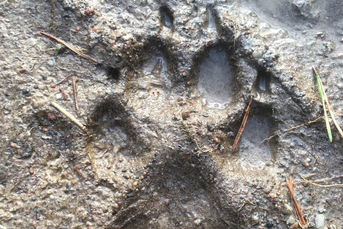 Wolf and Wildlife Tracking in Sweden - Winter Wonderland: Walking Frozen Lakes for Wolf Traces