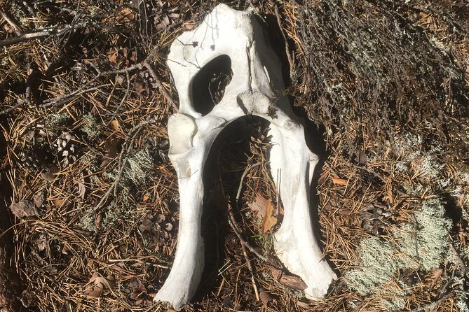 Wolf and Wildlife Tracking in Sweden - The Howling Experience on a Hilltop