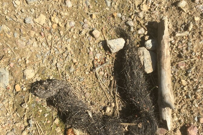 Wolf and Wildlife Tracking in Sweden - Guides, Gear, and the Small-Group Advantage