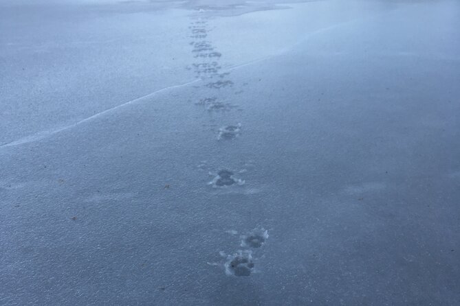 Wolf and Wildlife Tracking in Sweden - Price and Value: Is $215.95 Worth It?