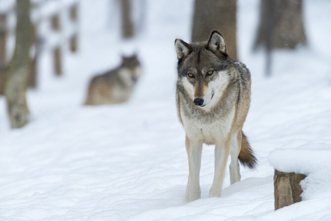 Wolf and Wildlife Tracking in Sweden - Weather Rules and Why They Matter for Wolves