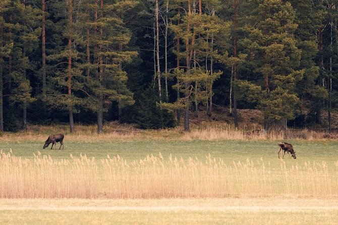 Wolf and Wildlife Tracking in Sweden - The Sormlandsleden Area and What “Tracking” Feels Like